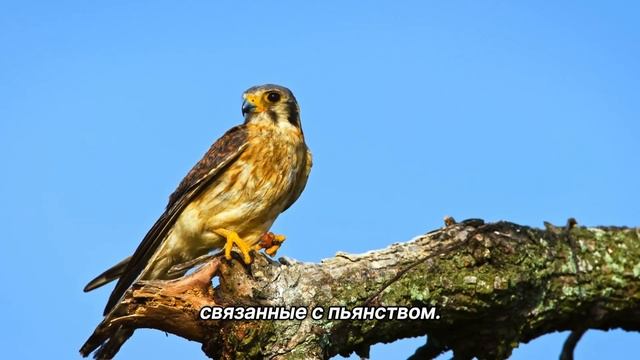 "Отдавая-получаешь". 10 января. День за днем в Ал-анон. Ежедневник для созависимых. смотреть онлайн