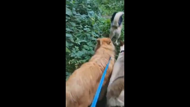 У Антошки стал шикарный хвост. смотреть онлайн