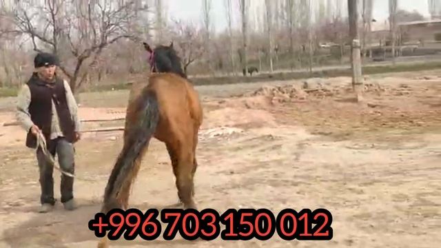 БУУРУЛ ДОНЧАК ТАЙЛАР ☎️ 0222365757 🍋18 апреля 2022 г. смотреть онлайн