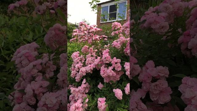 РОЗЫ В САДУ . «Хевенли Пинк» ( Heavenly Pink ) #цветники #сад #цветы #розы смотреть онлайн