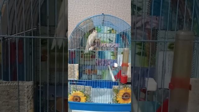 ДОМАШНЯЯ ПЕВЧАЯ ПТИЧКА смотреть онлайн