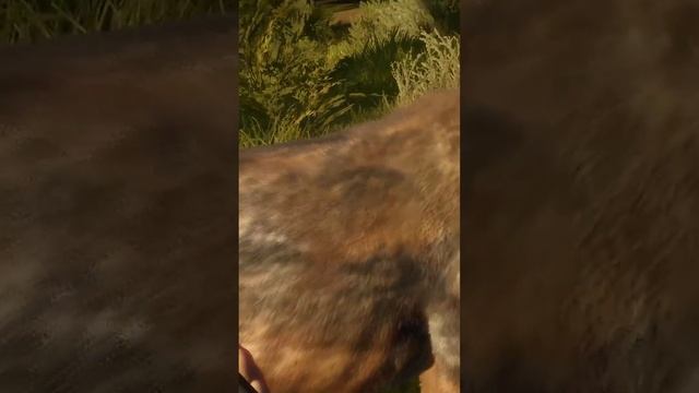 320 Волчара завис The hunter call of the wild, Лучшее, Shorts смотреть онлайн