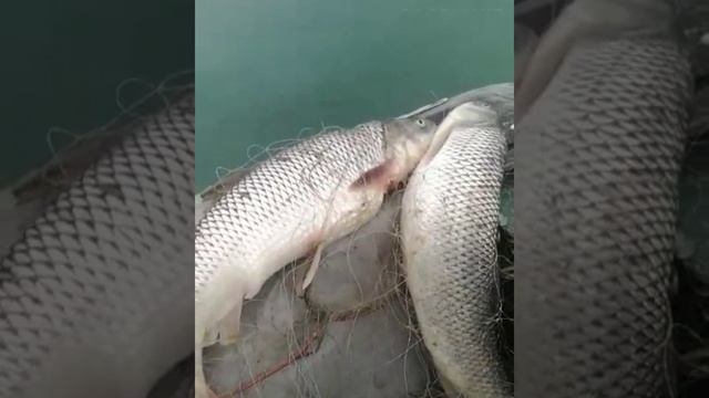 МАҢҒЫСТАУ / КАСПИЙ / ҚҰТЫМ (Кутум) балығы ҚЫЗЫЛ КІТАПТАН алынсын✓✓✓ смотреть онлайн