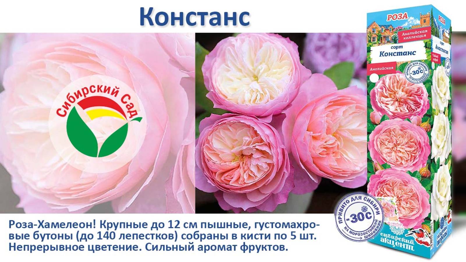 Роза Констанс (Английская) от Агрофирмы "Сибирский сад" смотреть онлайн