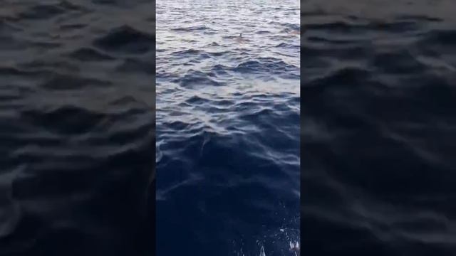 حوال العالم:3 Ахмед смотрит на Дельфинов Красного моря смотреть онлайн