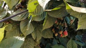 Ежевика Блэк Мэджик. 07.09.23 г.