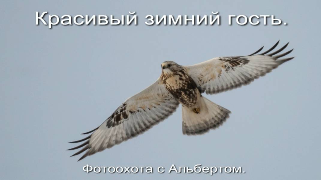 Фотоохота с Альбертом. Красивый зимний гость.