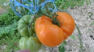 Томат-ОРАНЖЕВЫЙ БИЗОН и Т.Д.