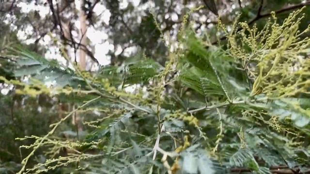 Australian Native Silver Wattle, Muyan, (Acacia dealbata), Slow Motion. смотреть онлайн