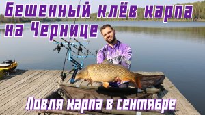 Ловля карпа в сентябре. Водоем Черница удивляет. Сумасшедший клев карпа.