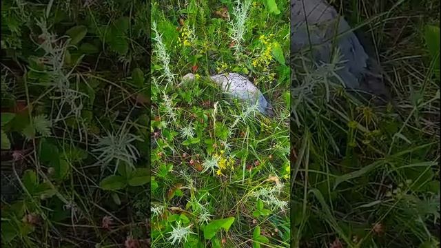 Птенец журавля часть 1 смотреть онлайн