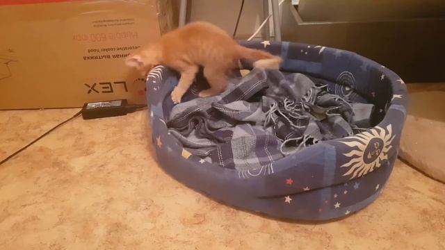 Бездомный котенок Кения. Лежанка - враг мой) Нападем на врага)) смотреть онлайн