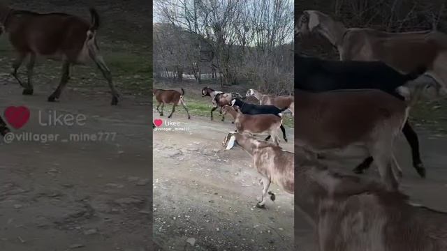 ПРИКОЛ БОРЬКА