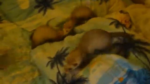 Хорьки на кровате смотреть онлайн