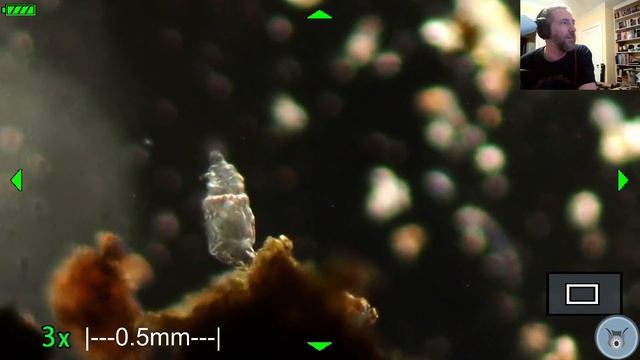 Light Microscopy from the home lab | Water bear hunting and other microbes смотреть онлайн