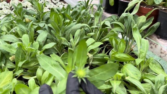 ЧТО РАСТЁТ У МЕНЯ В ТЕПЛИЦЕ 2 часть. ОБЗОР В ТЕПЛИЦЕ смотреть онлайн