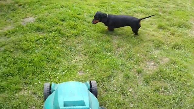 Зверское нападение на газонокосилку