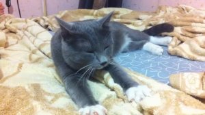 Кот наминает одеяло