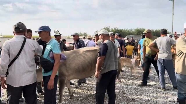 Жалал-Абад мал базары арзан экен. смотреть онлайн