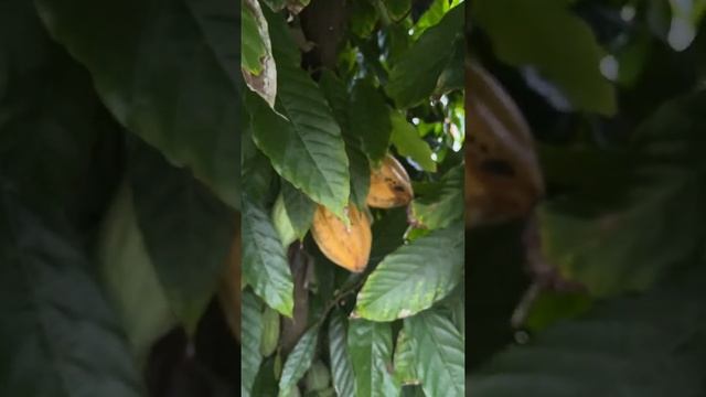 Where your chocolate comes from смотреть онлайн