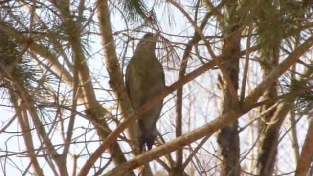 Picus canus - Самец и самка седого дятла. Male and female смотреть онлайн