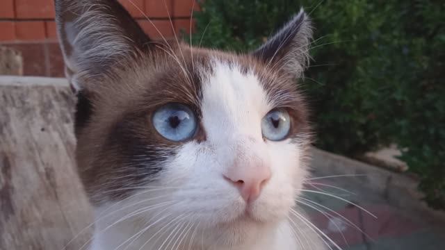 Кубачинец отдыхает смотреть онлайн