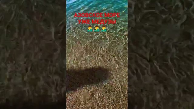 МАРТ МЕСЯЦ, А УЖЕ МЕДУЗЫ В АЗОВСКОМ МОРЕ♂️♂️ #голубицкая #темрюк #отпуск #анапа #азовскоеморе смотреть онлайн