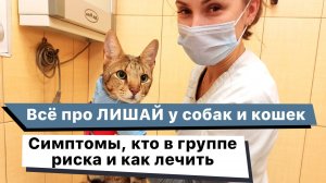 Всё про лишай у собак и кошек. Как и чем лечить стригущий лишай