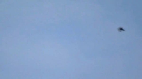 Лающая сова