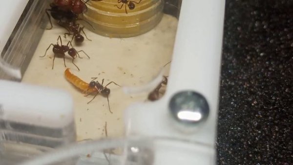 Муравьи Myrmicaria brunnea.Лучшие муравьи?Первое мнение о них.