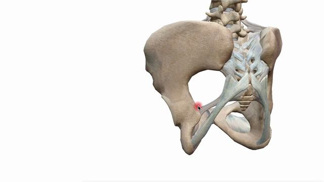 Суглоби тазу смотреть онлайн
