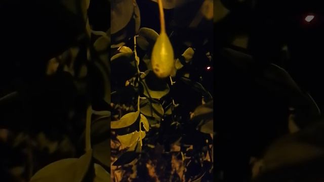 Цветение каперсов Caper blossom Fleur de câpres 雀跃花 смотреть онлайн