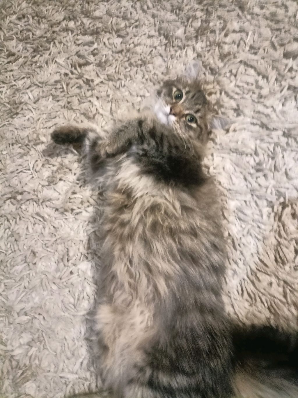 не я и котик смотреть онлайн
