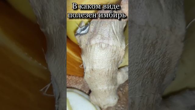 В каком виде полезен имбирь? смотреть онлайн