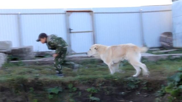 Хозяин Амир на питомнике - сентябрь 2016 (+79048881825) смотреть онлайн