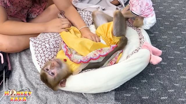Monkey Kaka Has A Stomachache: Pretending Because Needs Attention