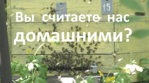 Домашние и дикие медоносные пчелы