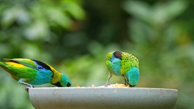 "Действия по принципу "как, если бы". 17 января. Мелоди Битти. Ежедневник для созависимых. смотреть онлайн