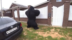 Кинг Конг в деревне !!!