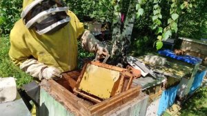 Пчеловодство.Гладкая вощина. Результат отстройки гладкой самодельной вощины. Вощина своими руками.