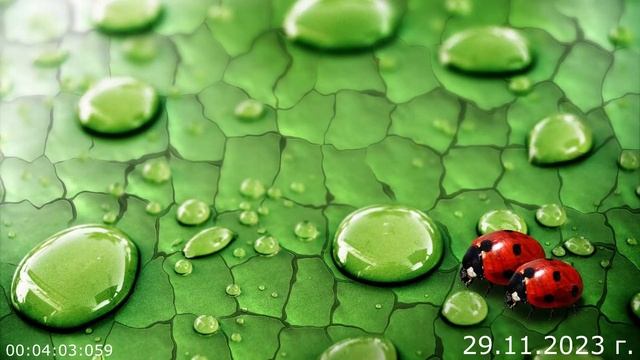 822 Поляна 29.11.2023 г смотреть онлайн