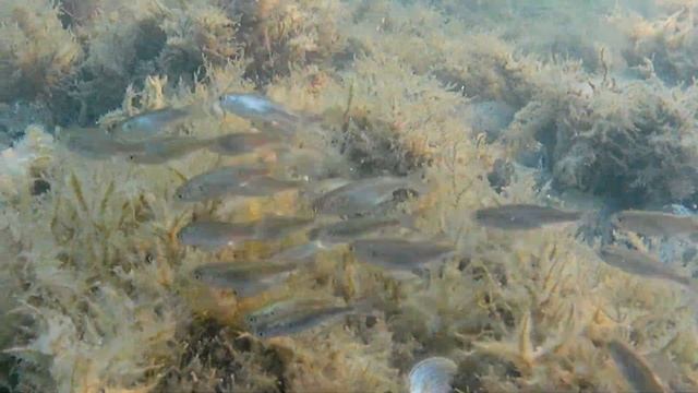 Большой Утриш. Подводное видео.Народу битком. Вода теплее парного молока. неМаковозовы, неОзаровский смотреть онлайн