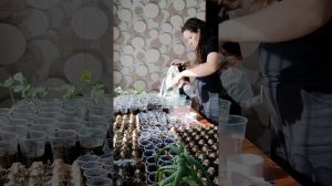 Вытянулась рассада арбузов и дынь, что я сделала и что получится 🤔 покажу в другом видео