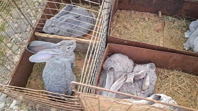 Голуби цены Птичий рынок г Пятигорск-ч1 смотреть онлайн