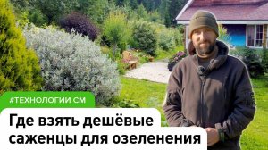 В 5-10 раз дешевле, чем в магазине саженцы. #ДенисСафронов #СадыМечты #СадовыйЭксперт