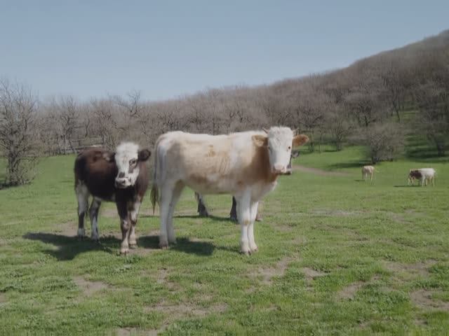 Воинам которые сейчас на войне смотреть онлайн