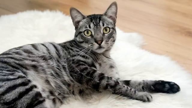 Albert Einstein For Kids