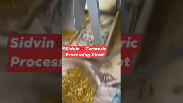 Sidvin® Destoner®© Trials TURMERIC GRADING смотреть онлайн