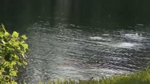 Оздоровление Шеи и Плеч*Скрытый Настрой Сытина*Саблиминал