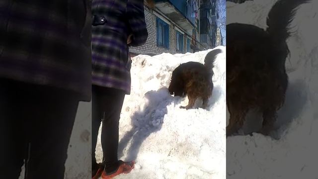 человек за место собаки смотреть онлайн